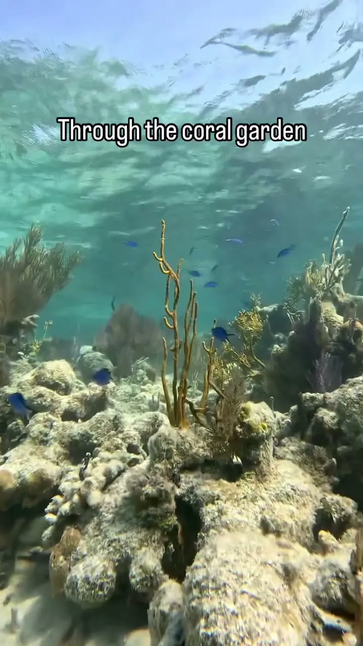 A gentle afternoon drifting through Glover's Reef. A gentle afternoon drifting through Glover's Reef.