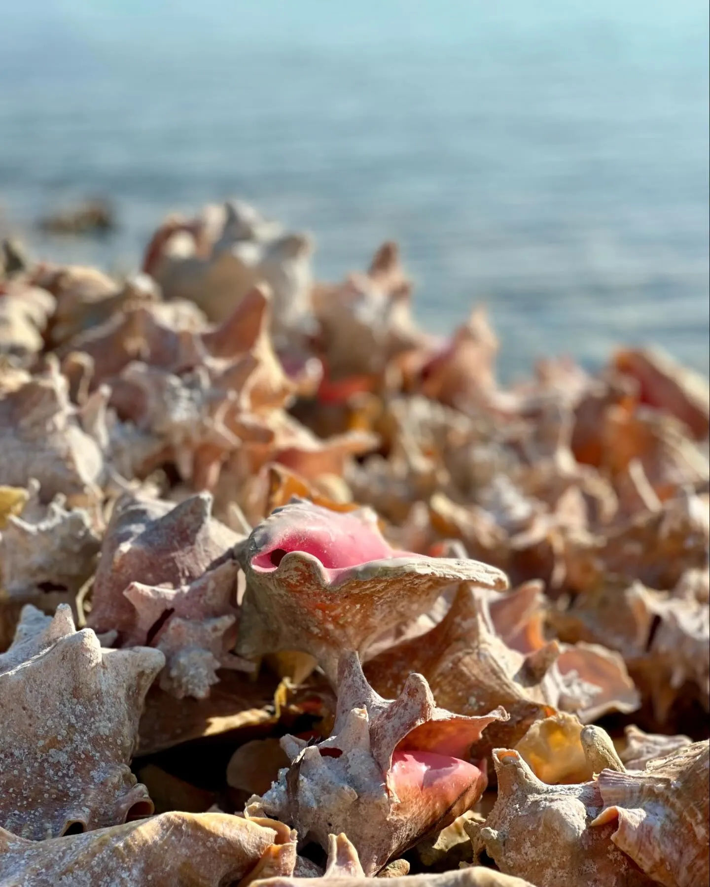 Piles of conch shells by the water. Piles of conch shells by the water.
