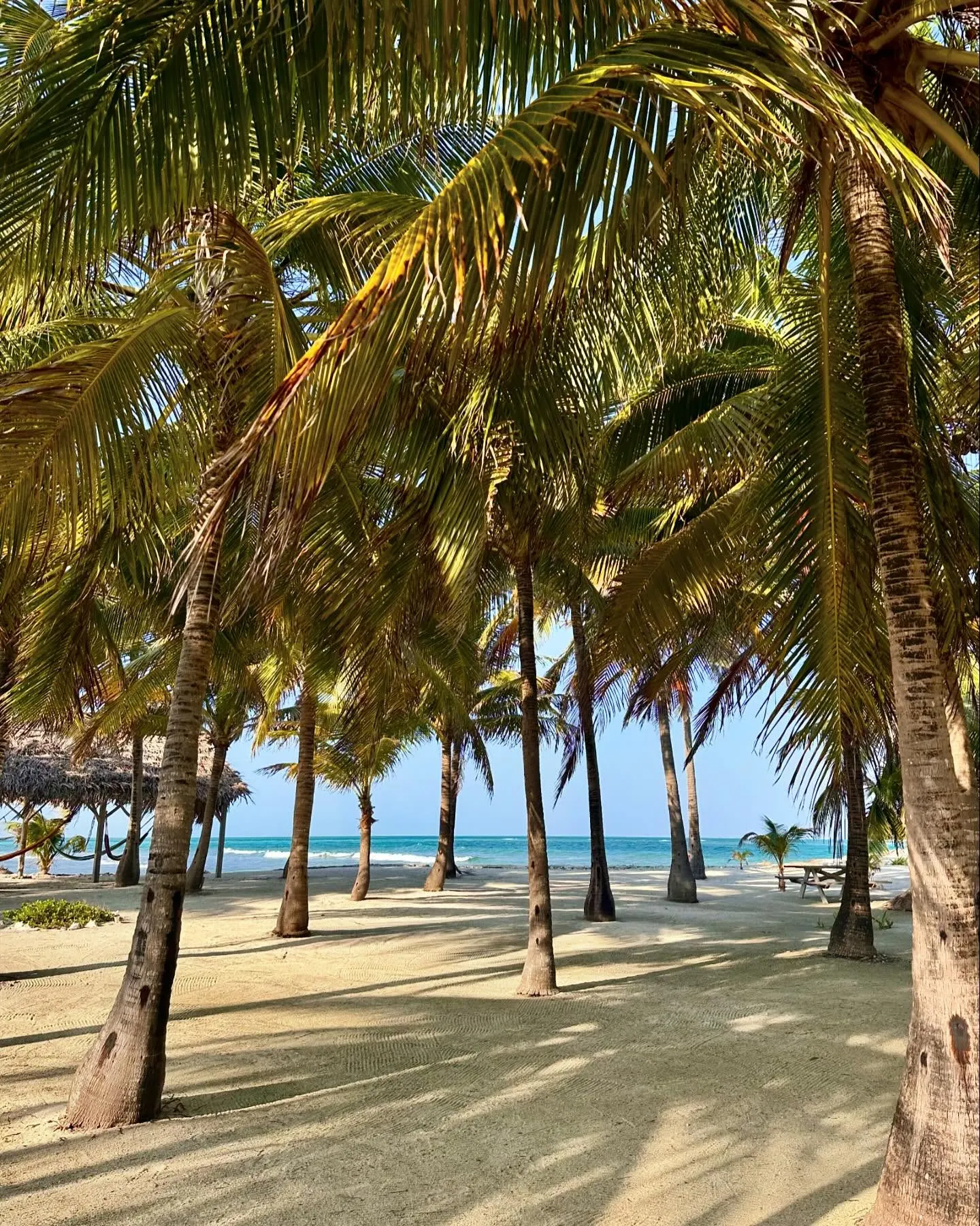 Palm trees and powder-soft sand. Palm trees and powder-soft sand.