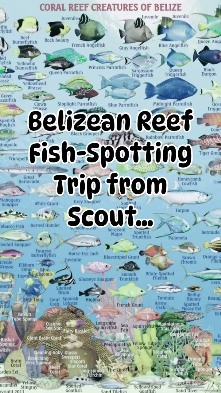 Identifying Belizean reef fish. Identifying Belizean reef fish.
