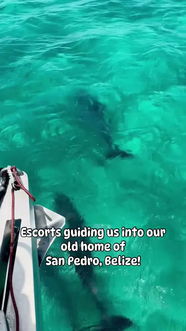 Dolphins guiding us in to San Pedro. Dolphins guiding us in to San Pedro.