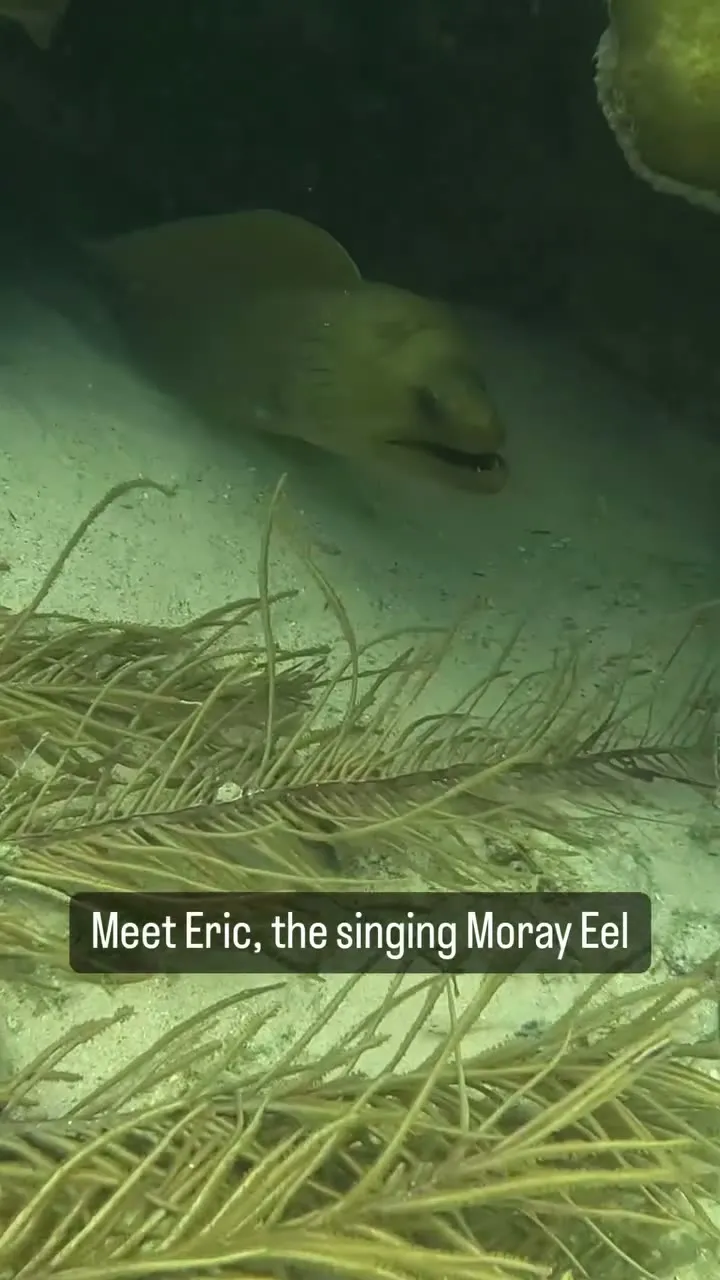 Eric the singing moray eel, Turneffe Atoll. Eric the singing moray eel, Turneffe Atoll.