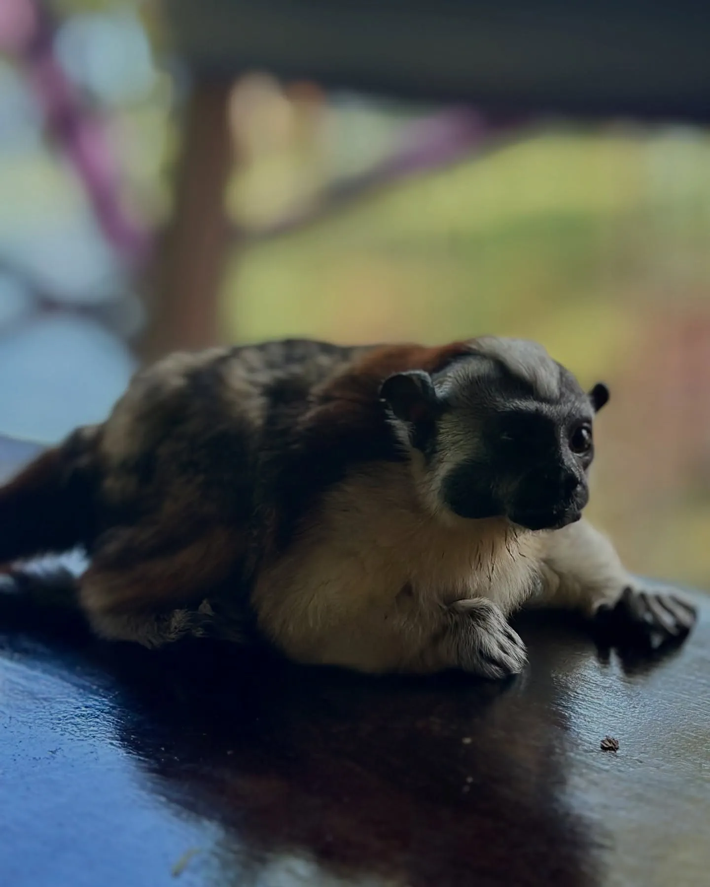 A Geoffroy's tamarin at Monkey Island. A Geoffroy's tamarin at Monkey Island.
