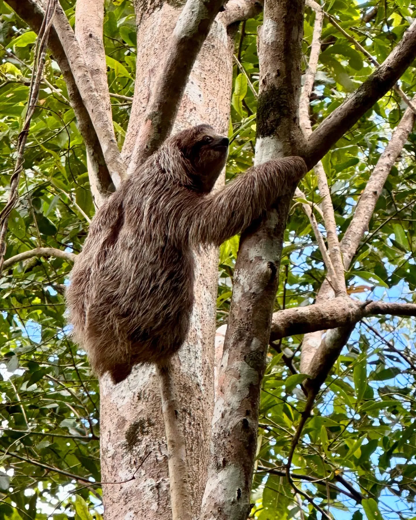 A successful sloth-spotting trip. A successful sloth-spotting trip.