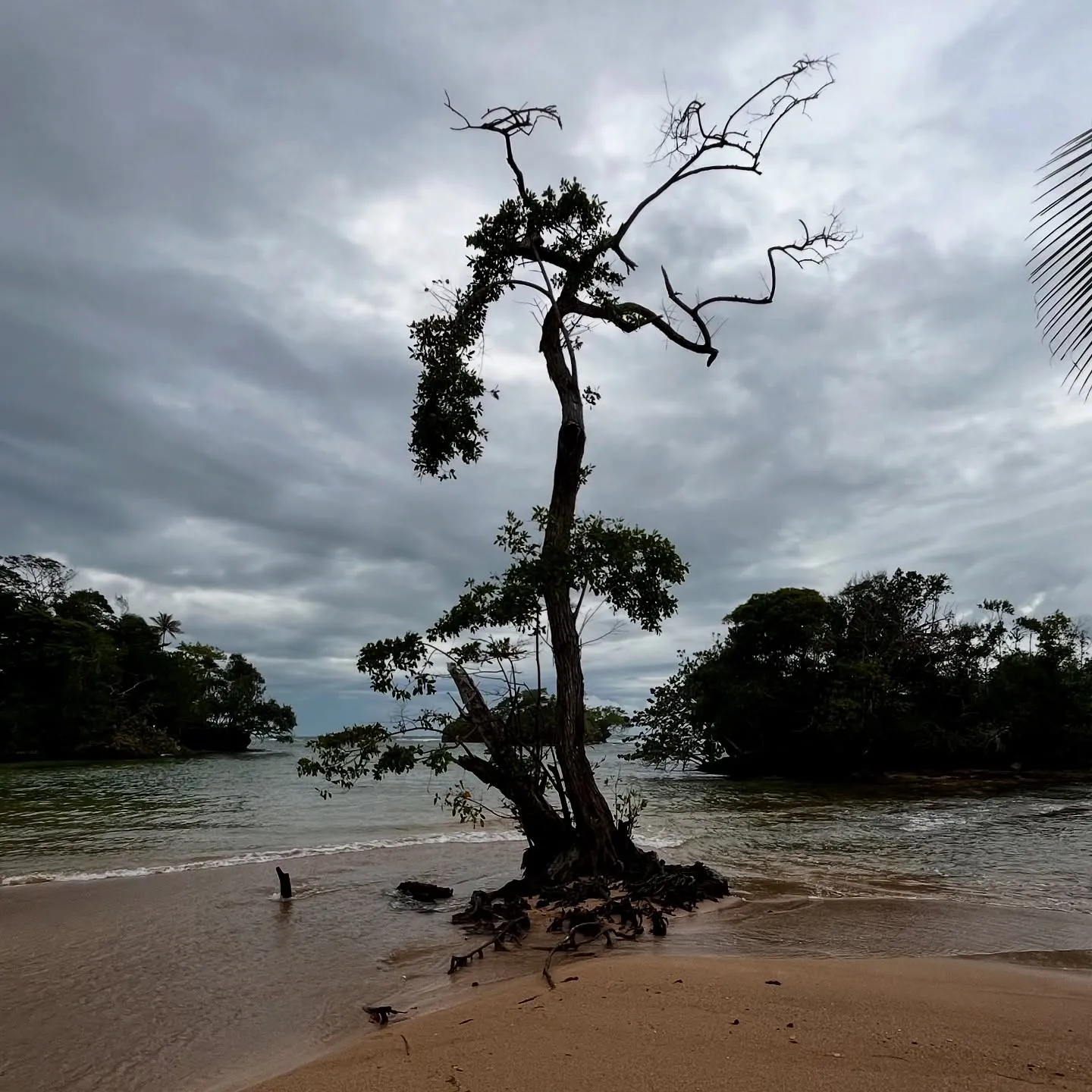 A lone tree on a grey, windswept beach. A lone tree on a grey, windswept beach.