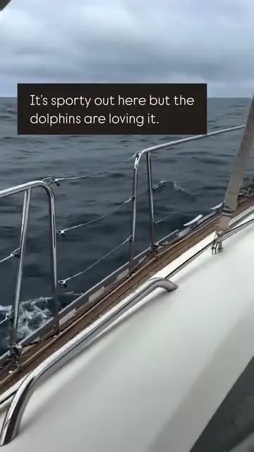 Sailing back to the Panama canal with the Dolphins for company. Sailing back to the Panama canal with the Dolphins for company.