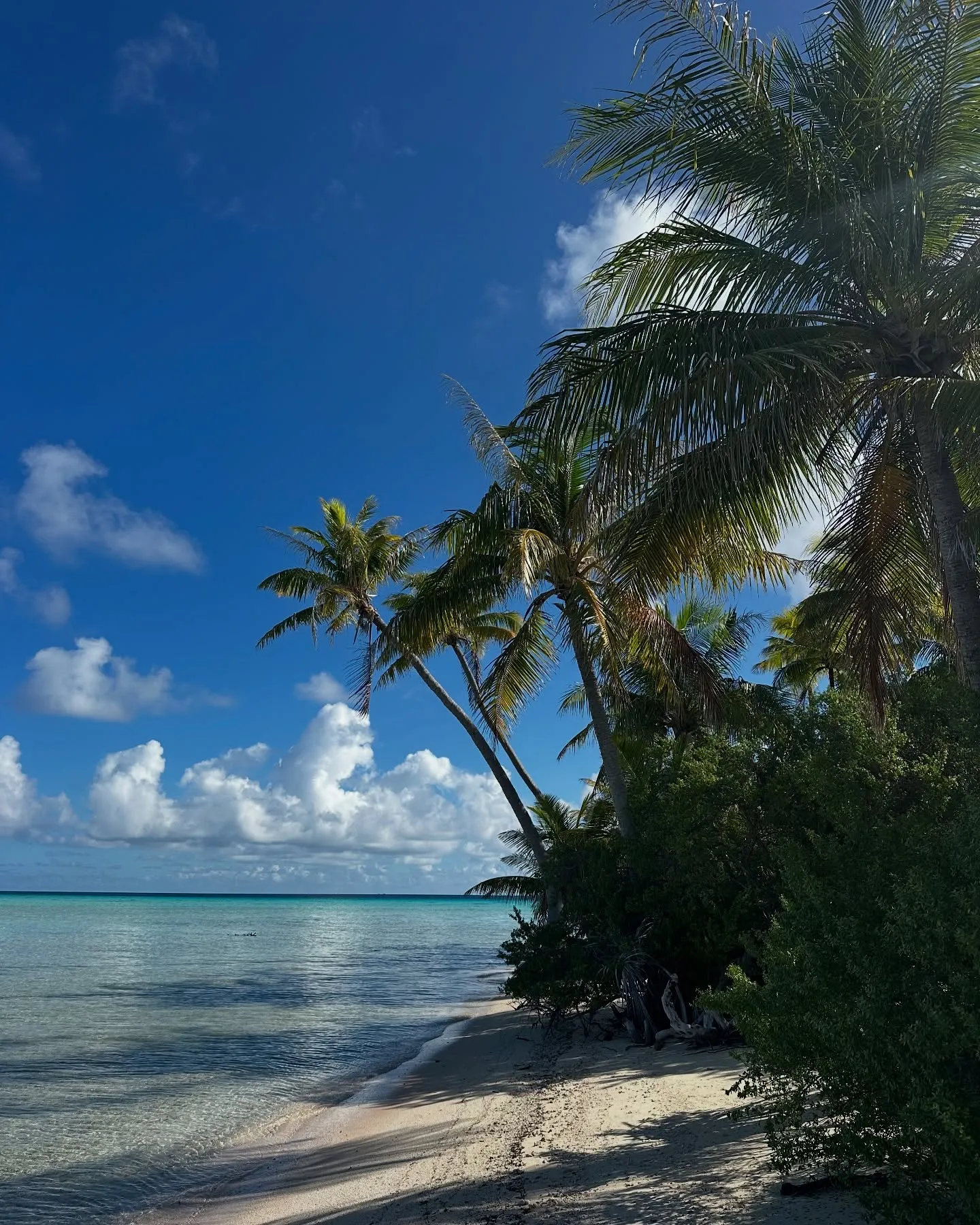 Palm-fringed Toau, and a chicken curry with a view. Palm-fringed Toau, and a chicken curry with a view.