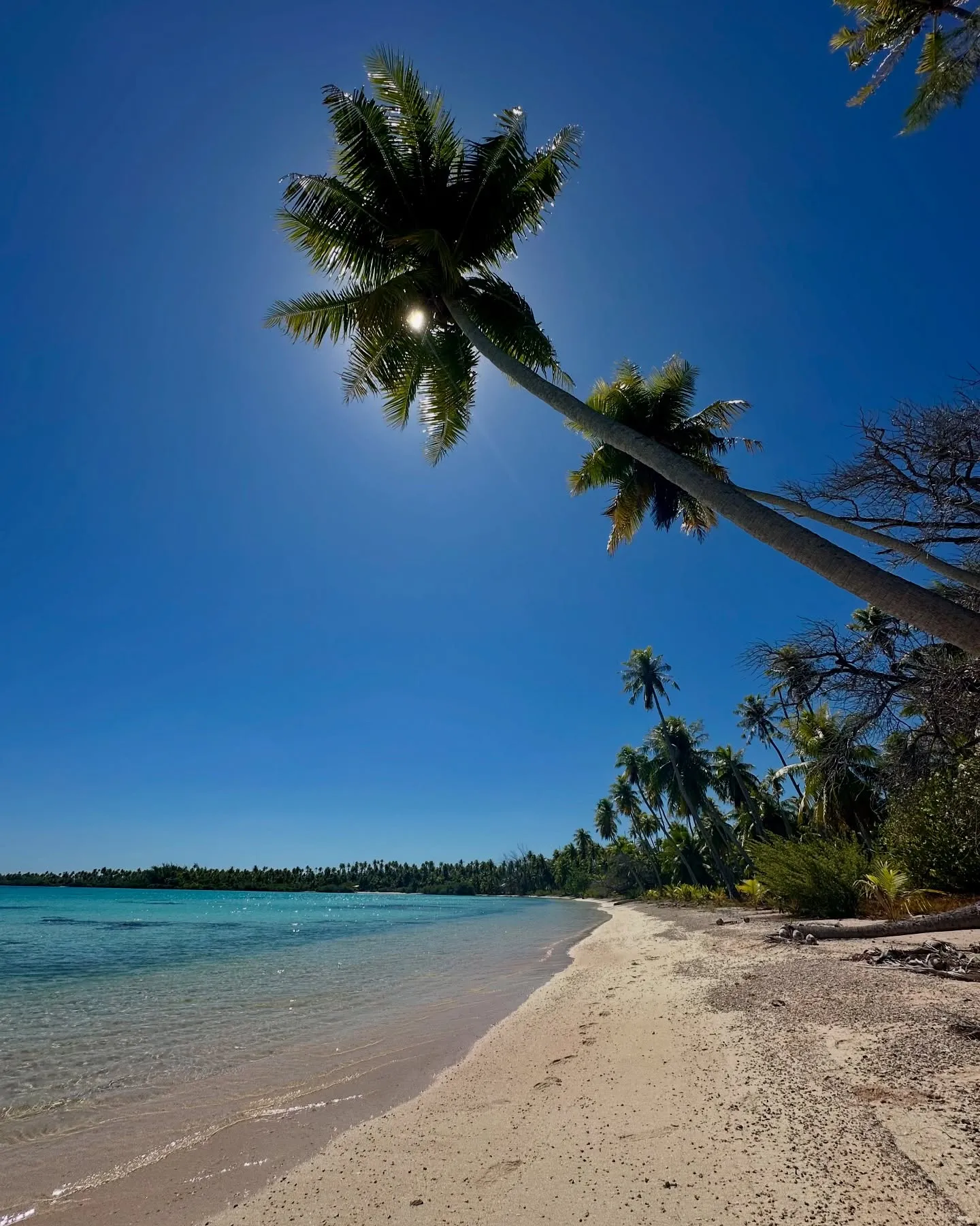 Leaning palms and an empty beach. Leaning palms and an empty beach.