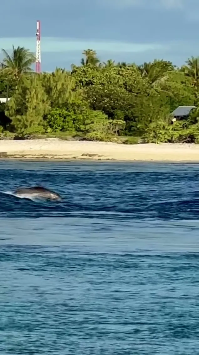 Dolphin delight in the Rangiroa pass. Dolphin delight in the Rangiroa pass.