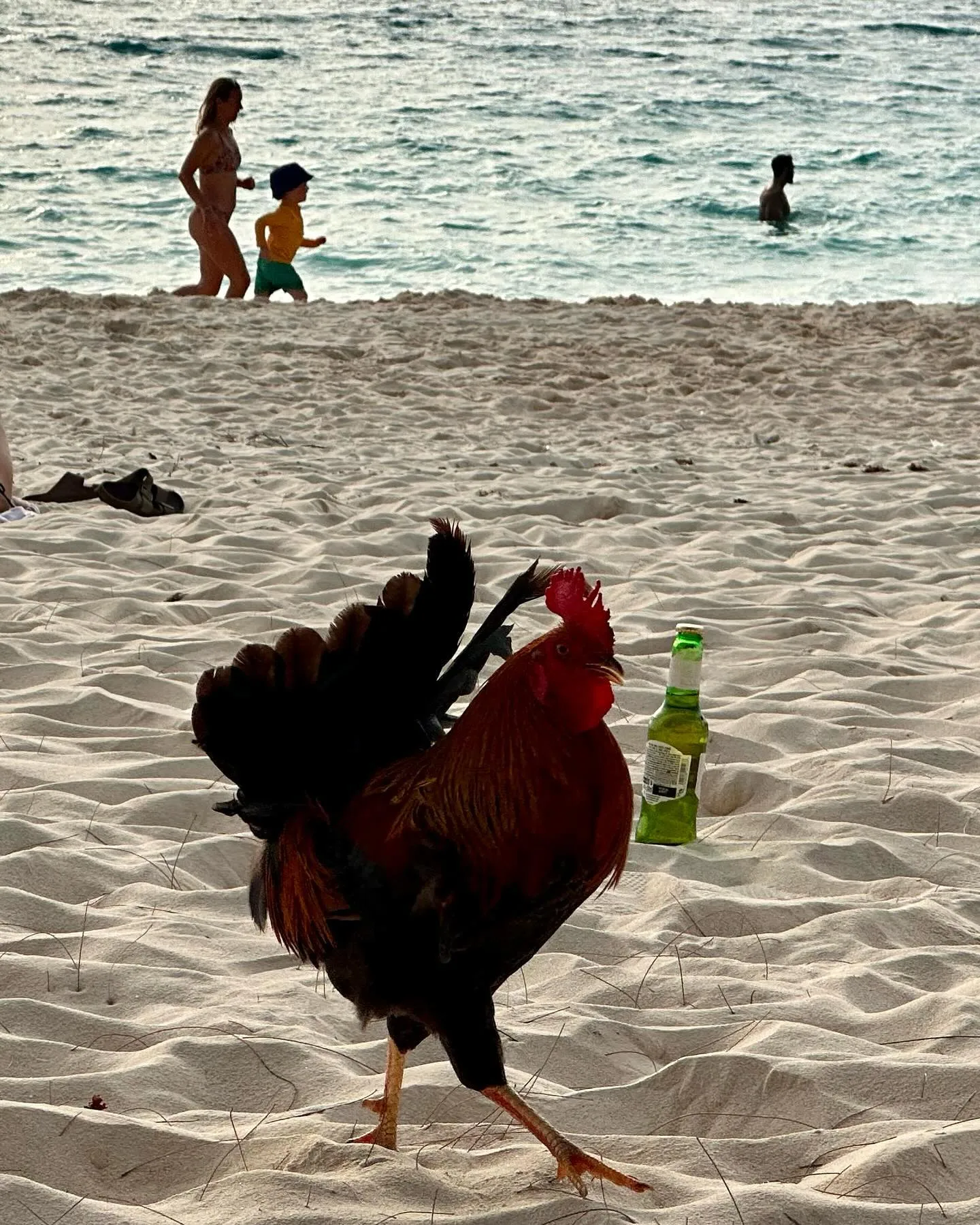 Cayman cockerels, ready for the weekend.