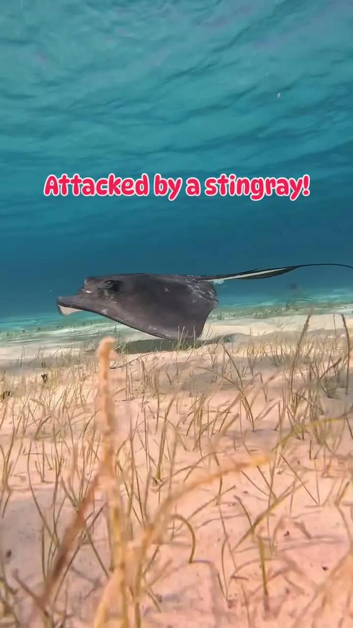 Swimming with the gentle giants at Stingray City.