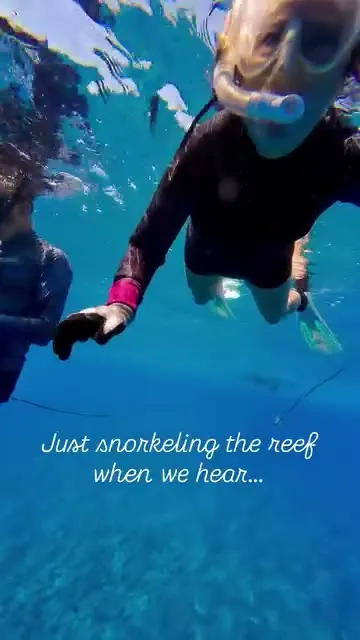 Just snorkeling the reef in Maupiha'a when we heard... Just snorkeling the reef in Maupiha'a when we heard...