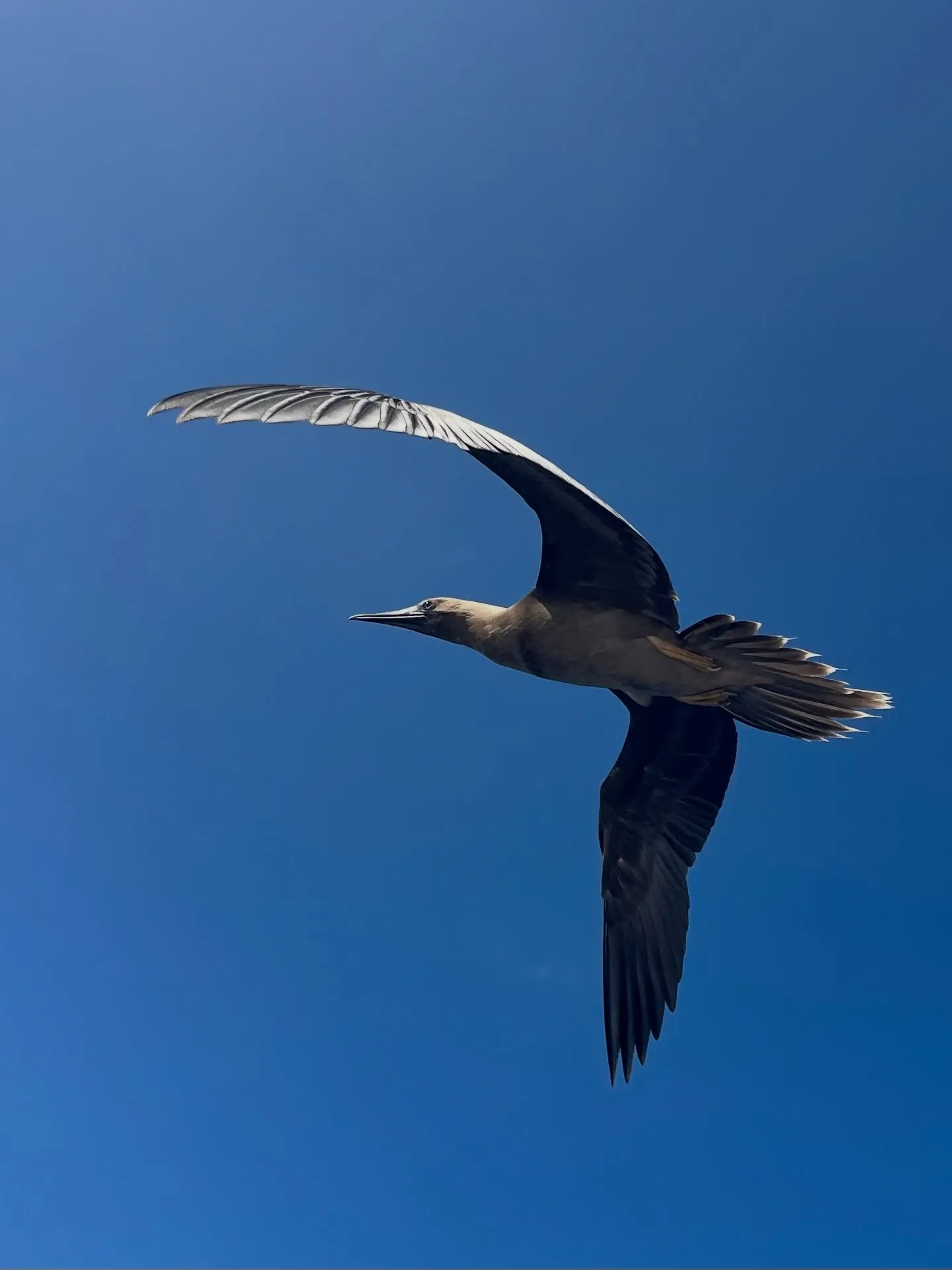 Birds above the boat. Birds above the boat.