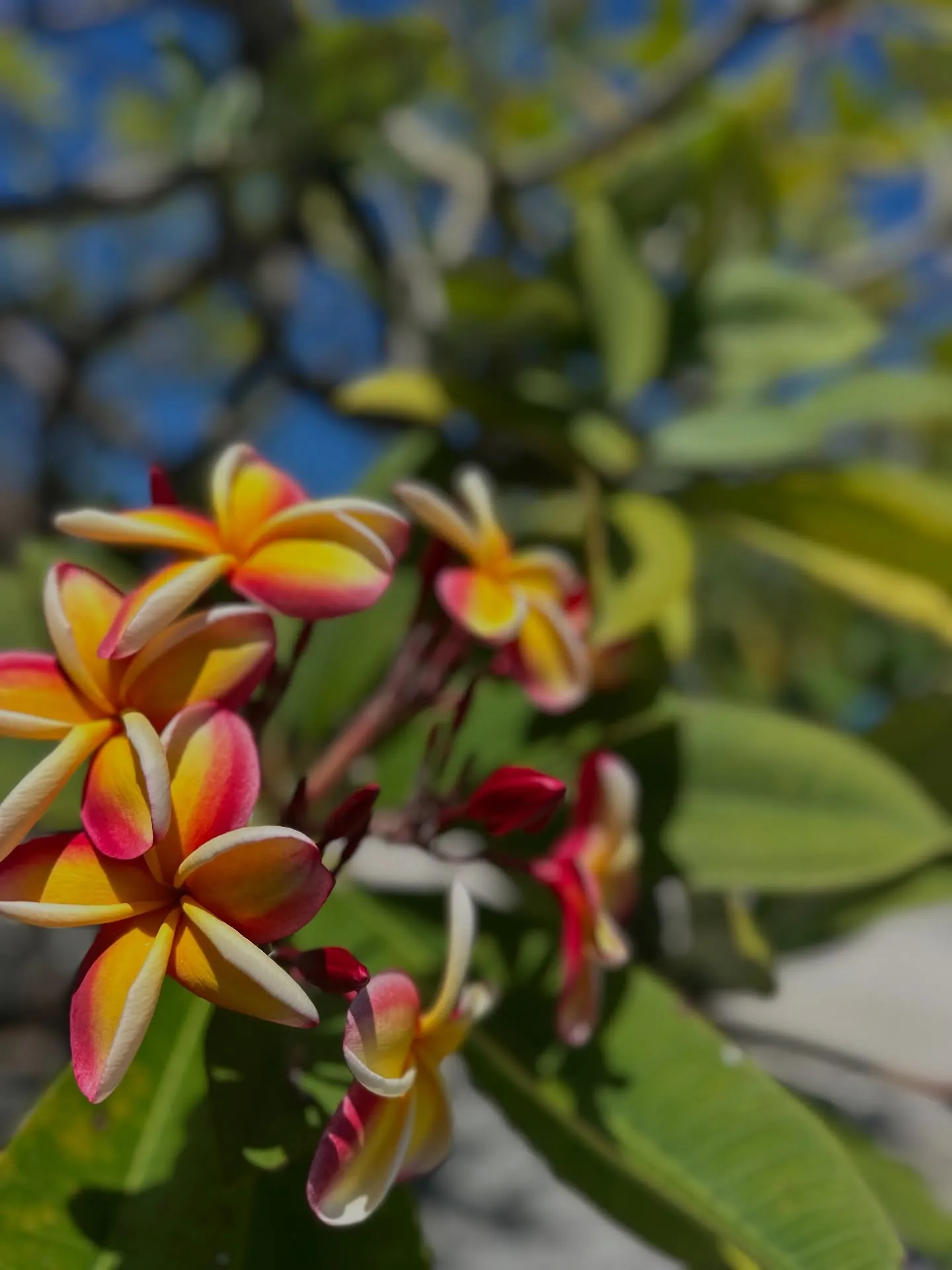 Local flora. Local flora.