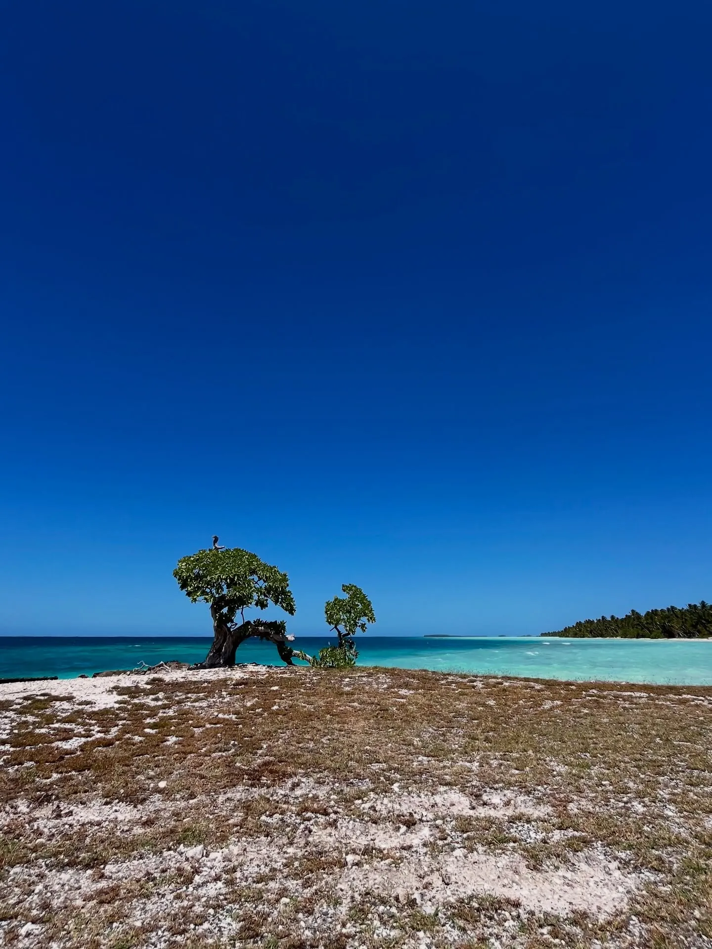 The blue lagoon. The blue lagoon.