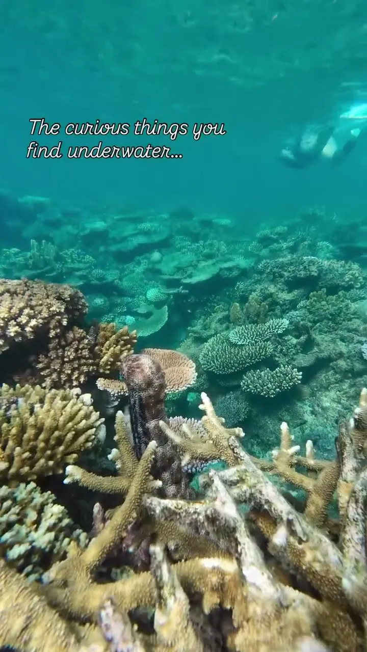 A mystery sea creature off Savusavu. A mystery sea creature off Savusavu.