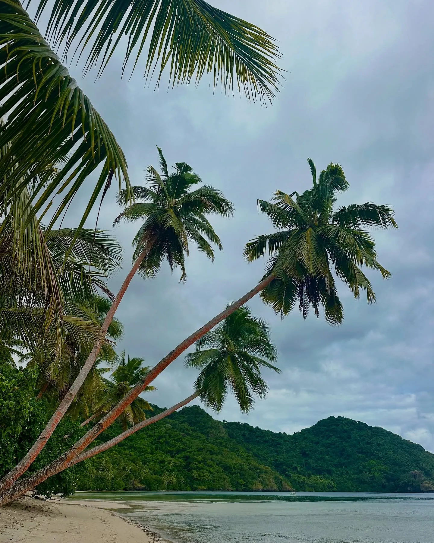 Palm trees leaning over a quiet beach. Palm trees leaning over a quiet beach.