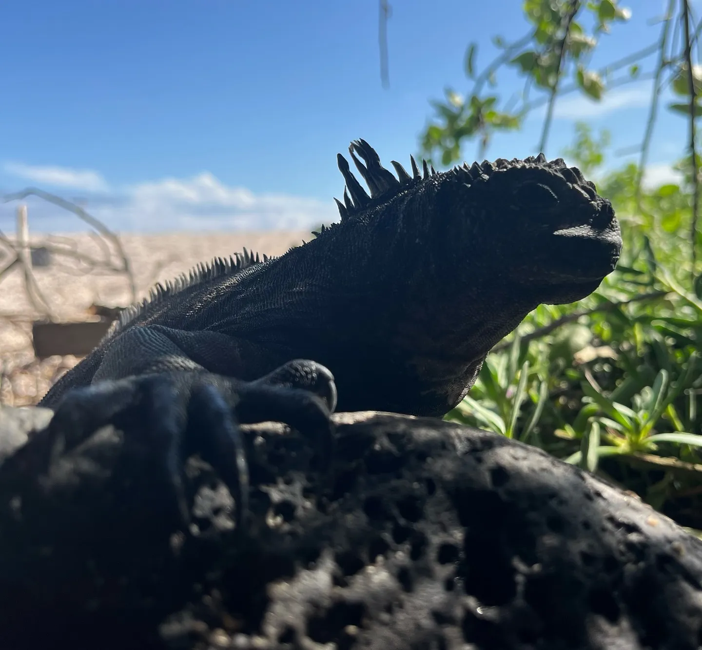An iguana doing his best Godzilla impersonation.