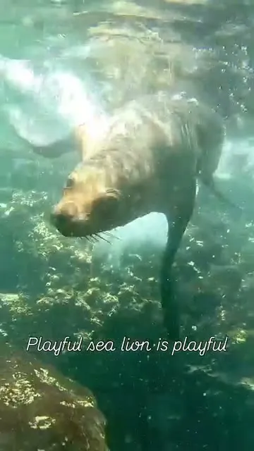 Playful sea lions make snorkeling a full contact sport.