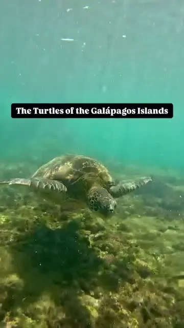 Big and friendly green turtles.