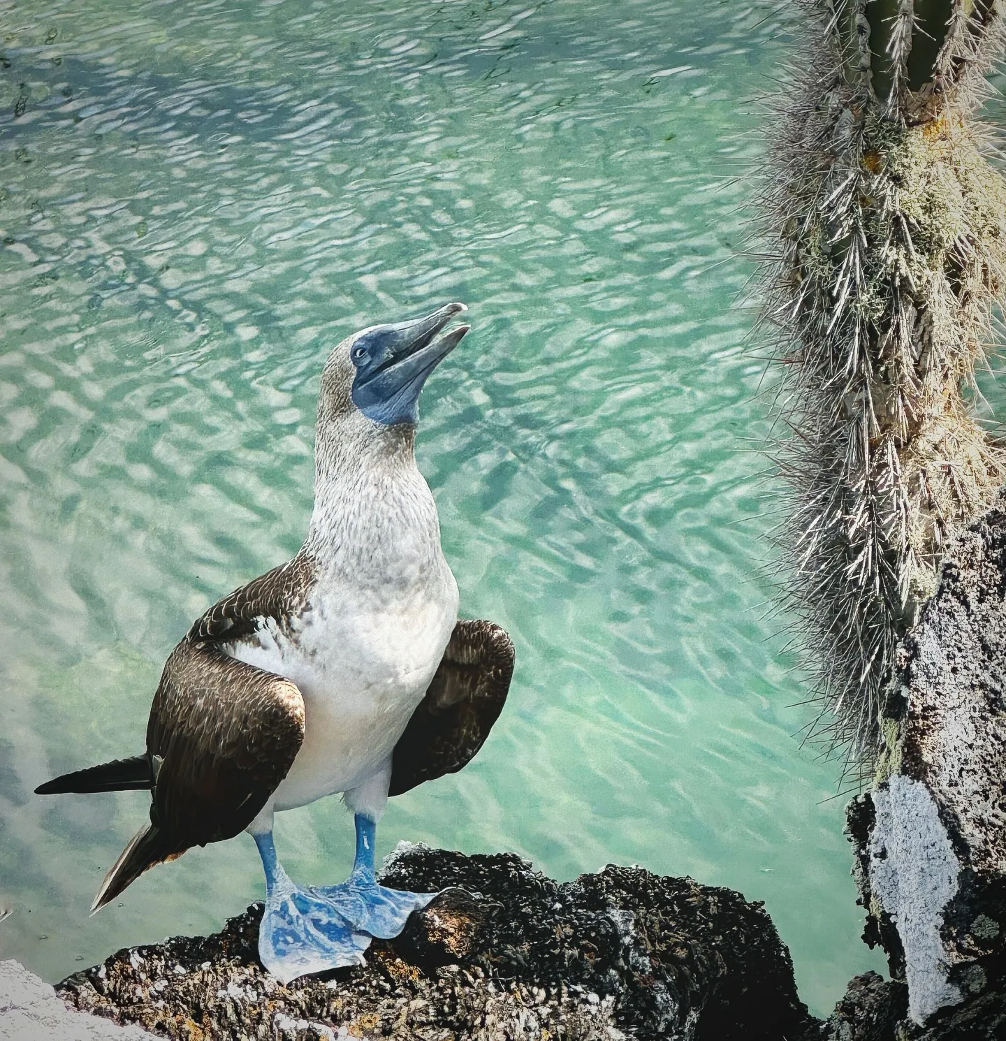 A blue-footed booby in the shade of a cactus on Isabela.