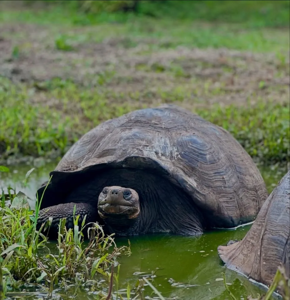 A giant tortoise on Isla Santa Cruz.