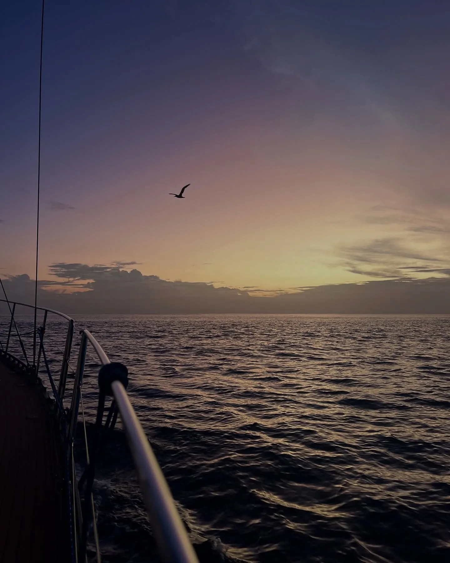 Doldrums sunsets, and a booby.