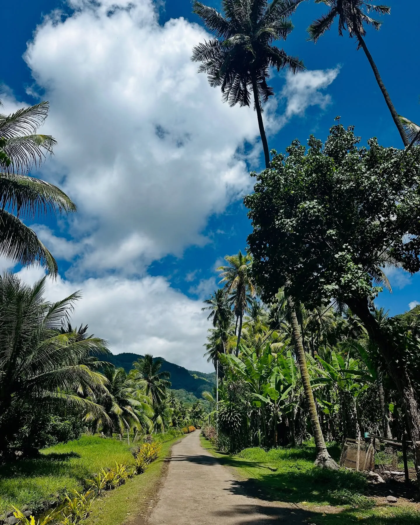 A palm-lined road through the valley on Hiva Oa. A palm-lined road through the valley on Hiva Oa.