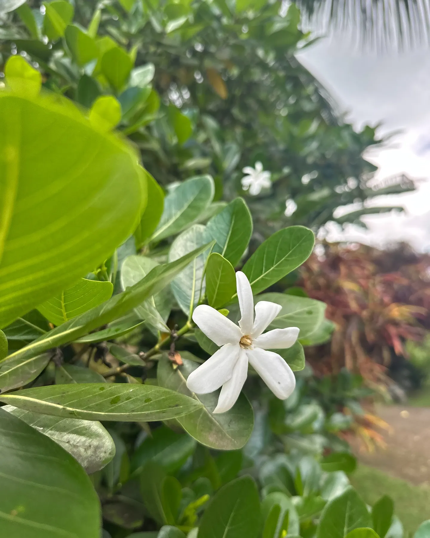 Delicate white flowers everywhere. Delicate white flowers everywhere.