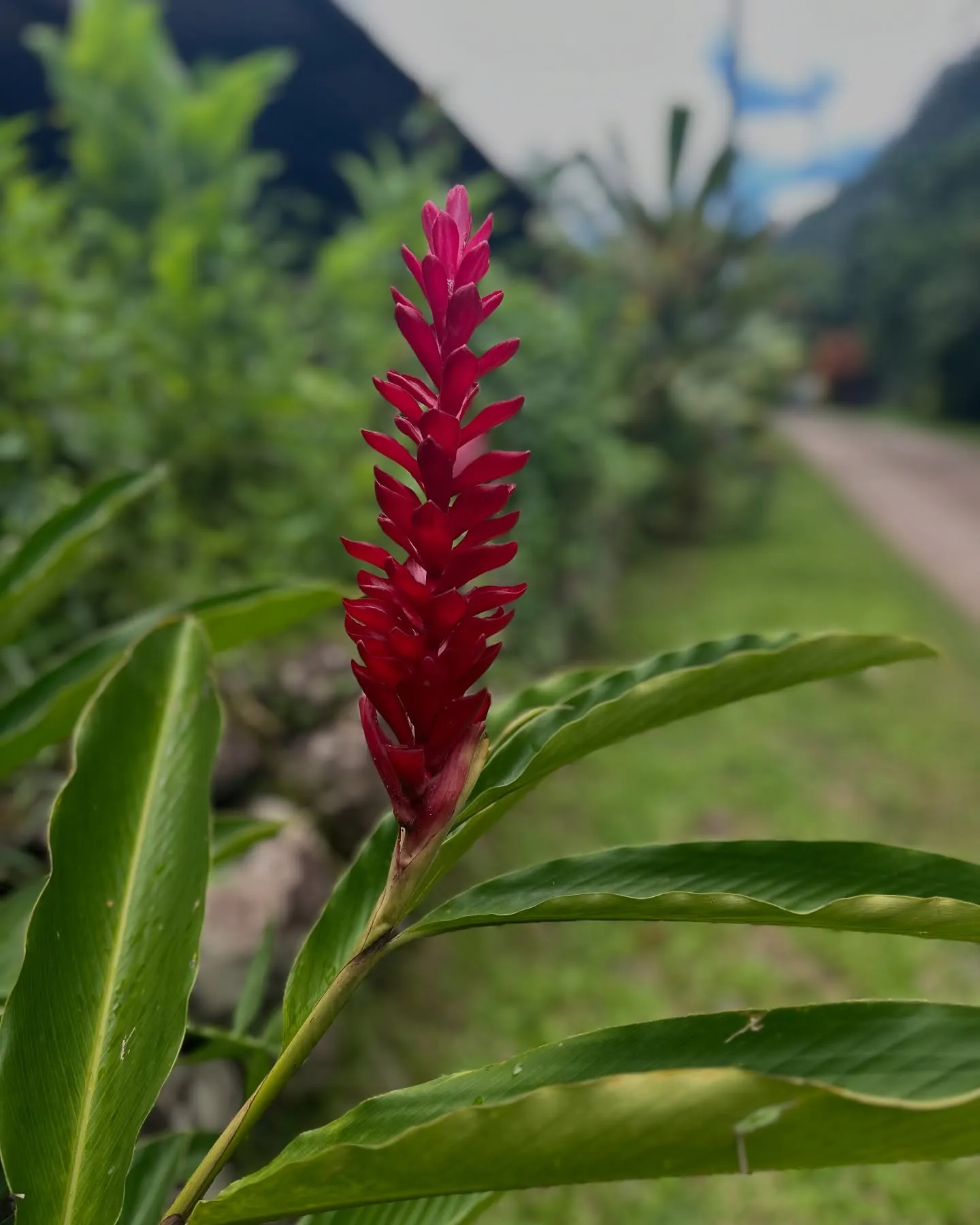 A splash of red among the greenery. A splash of red among the greenery.