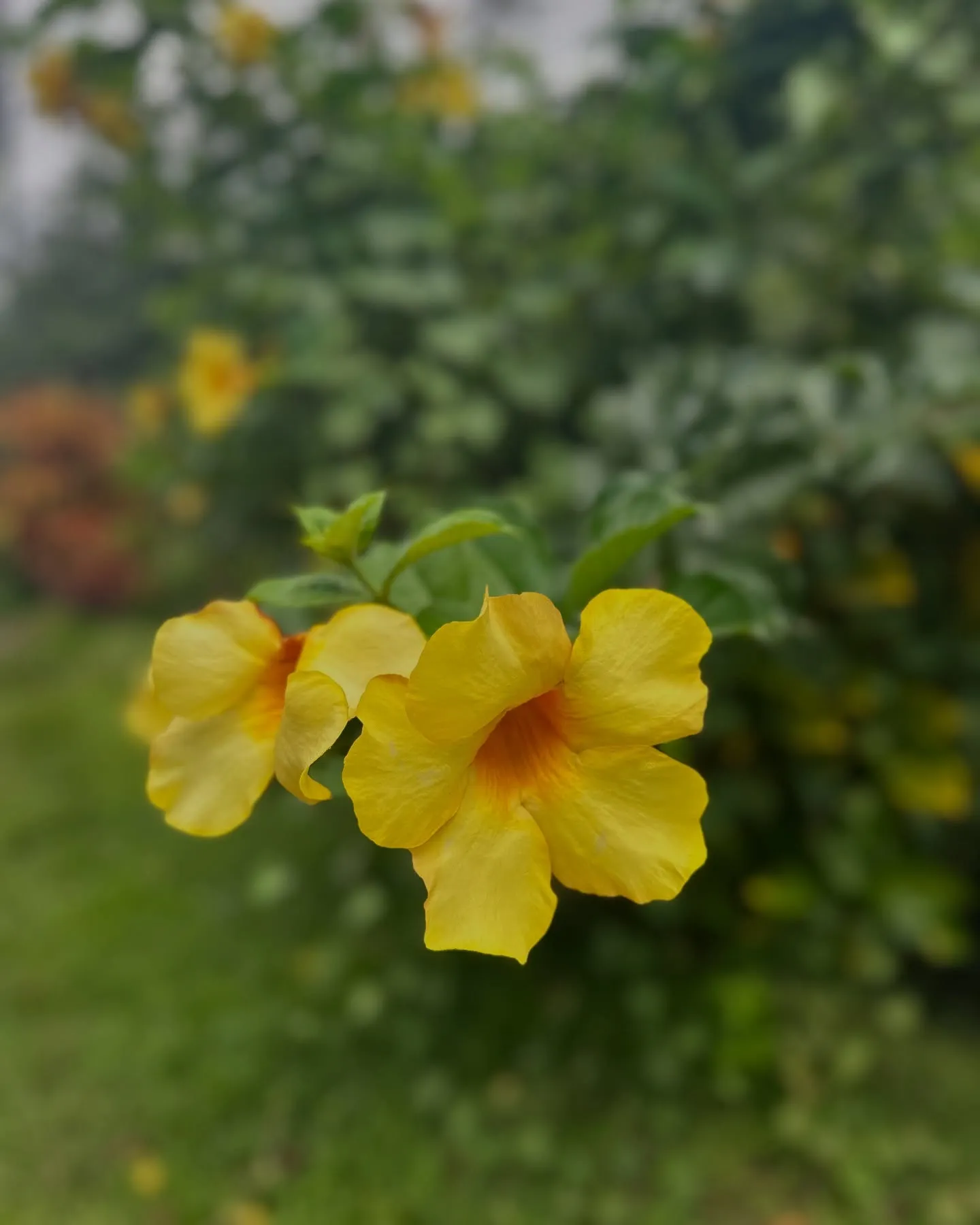 Bright yellow blooms. Bright yellow blooms.