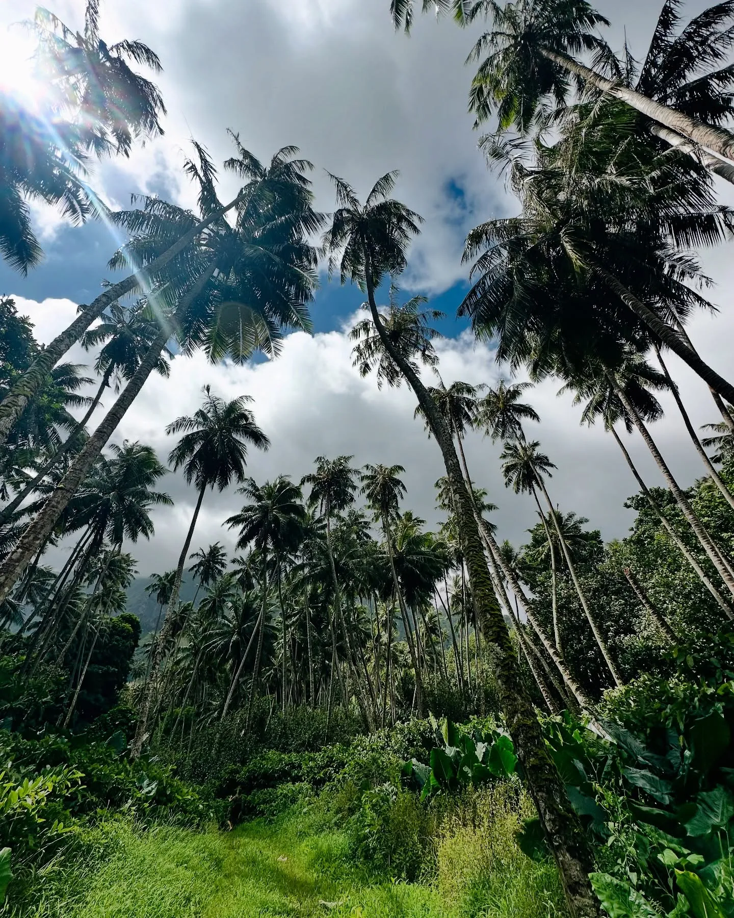 Towering palms along the trail. Towering palms along the trail.