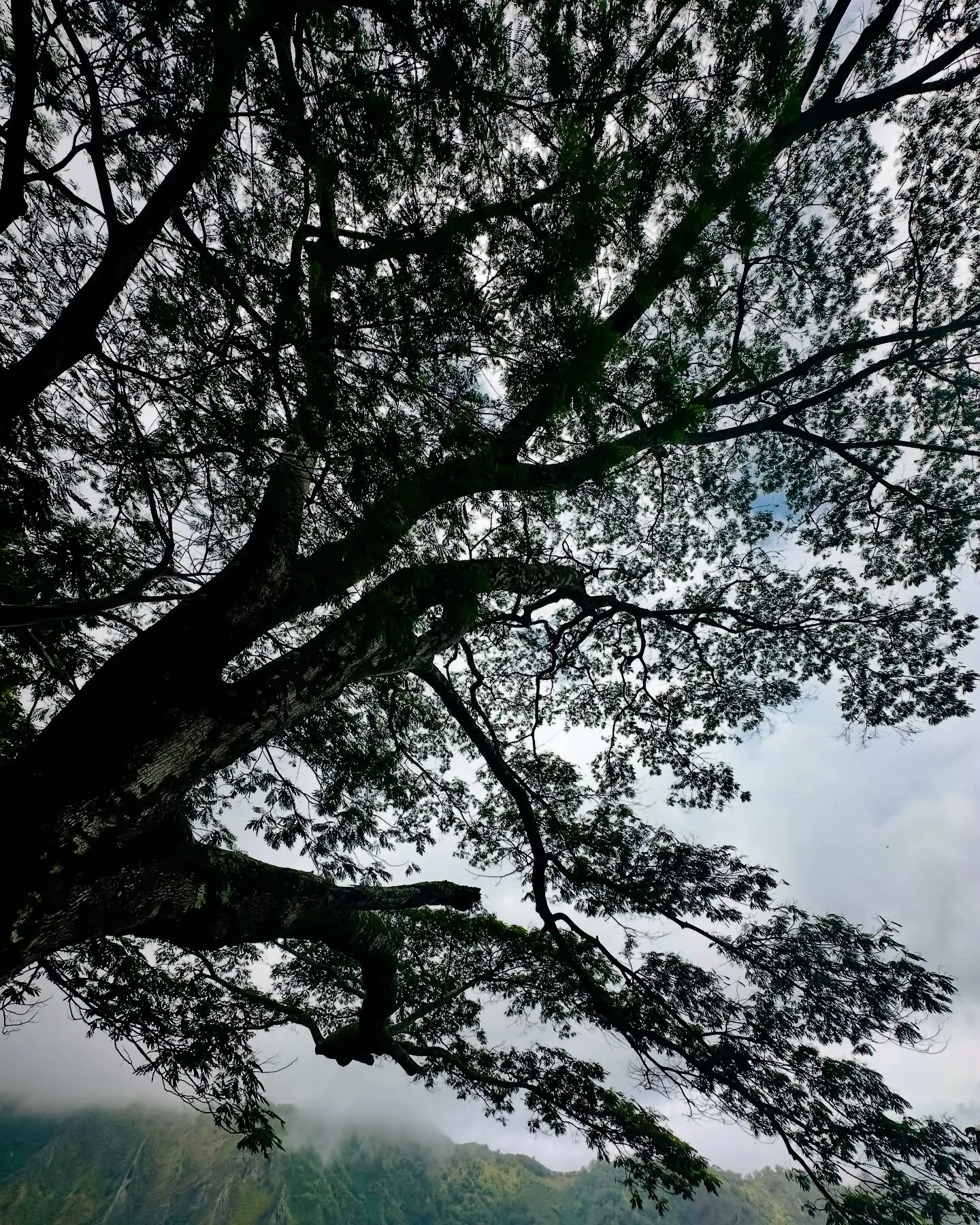Under the branches of a huge old tree. Under the branches of a huge old tree.