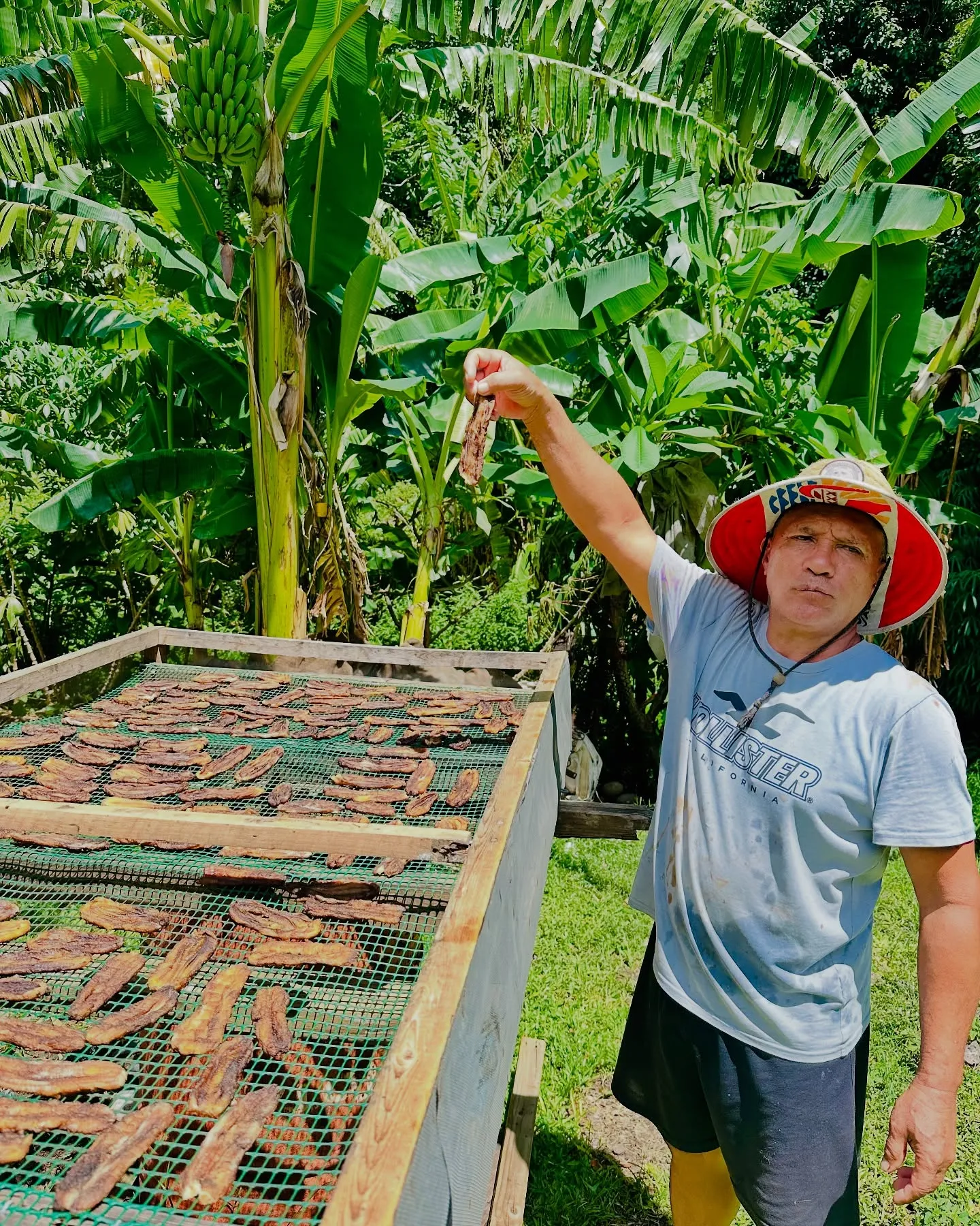 Bananas drying in the sun. Bananas drying in the sun.