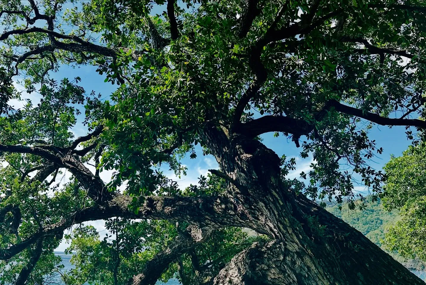 A grand old tree by the shore. A grand old tree by the shore.