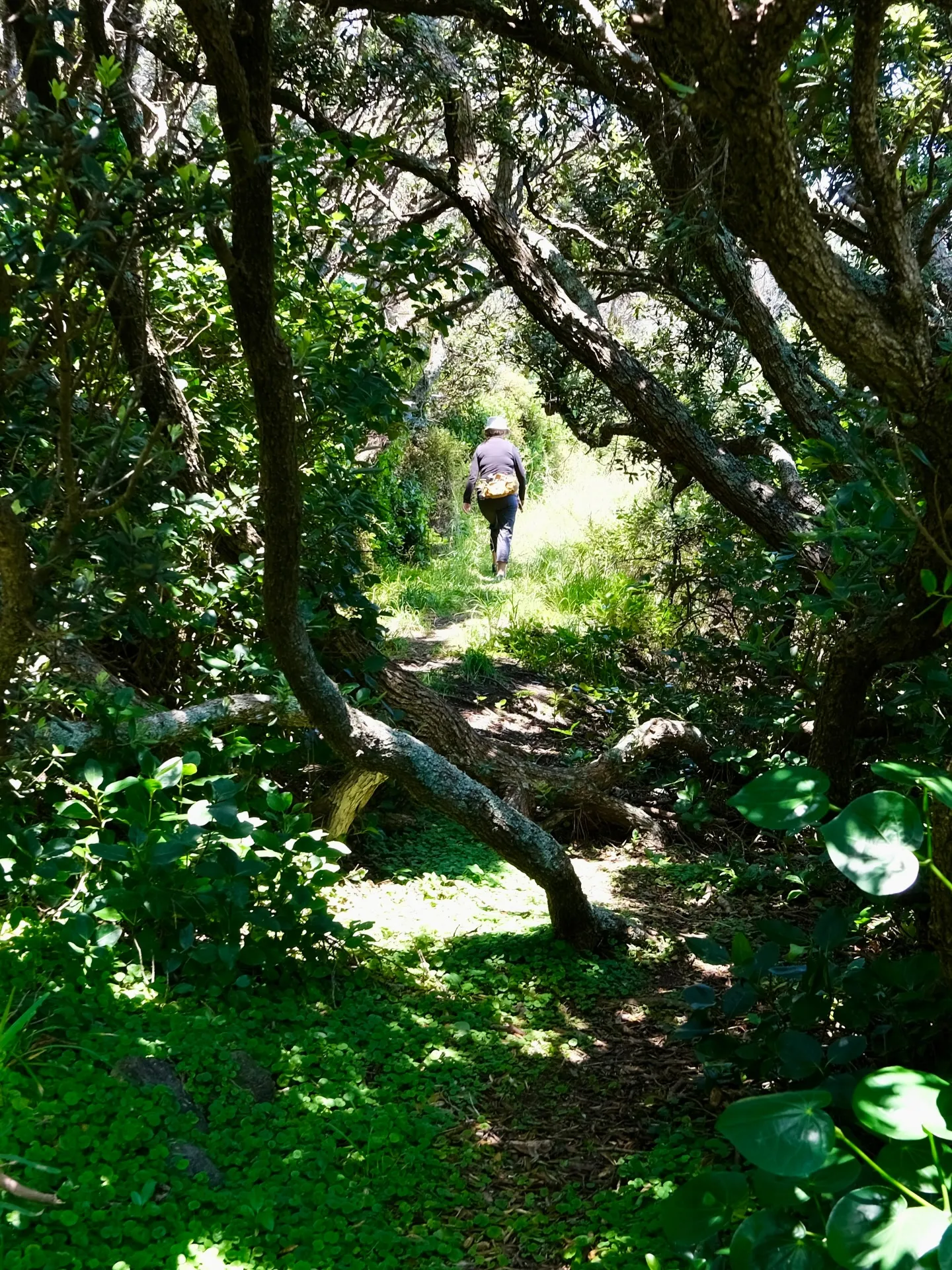 A shady trail through the trees. A shady trail through the trees.