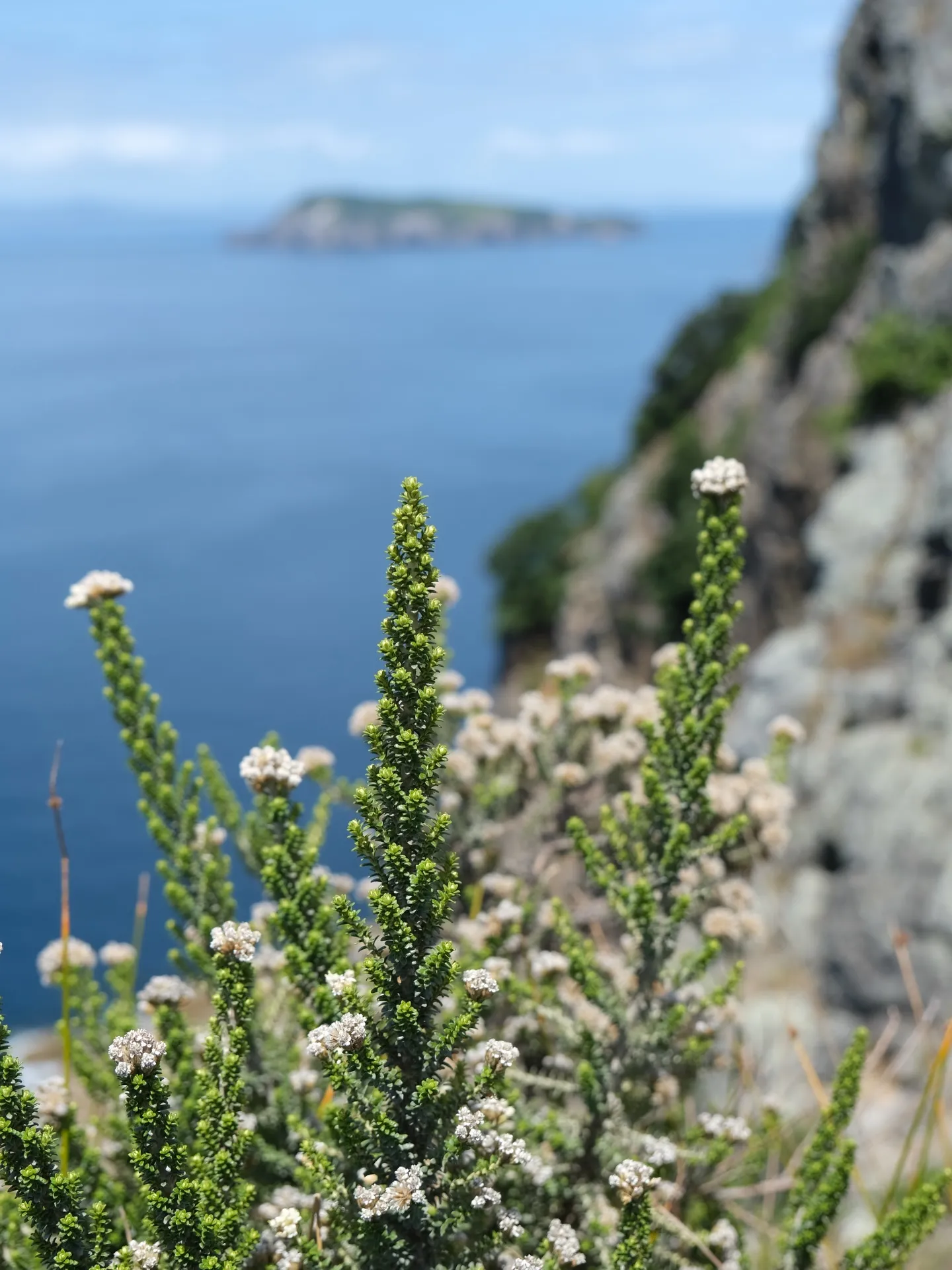 Wildflowers clinging to the clifftop. Wildflowers clinging to the clifftop.