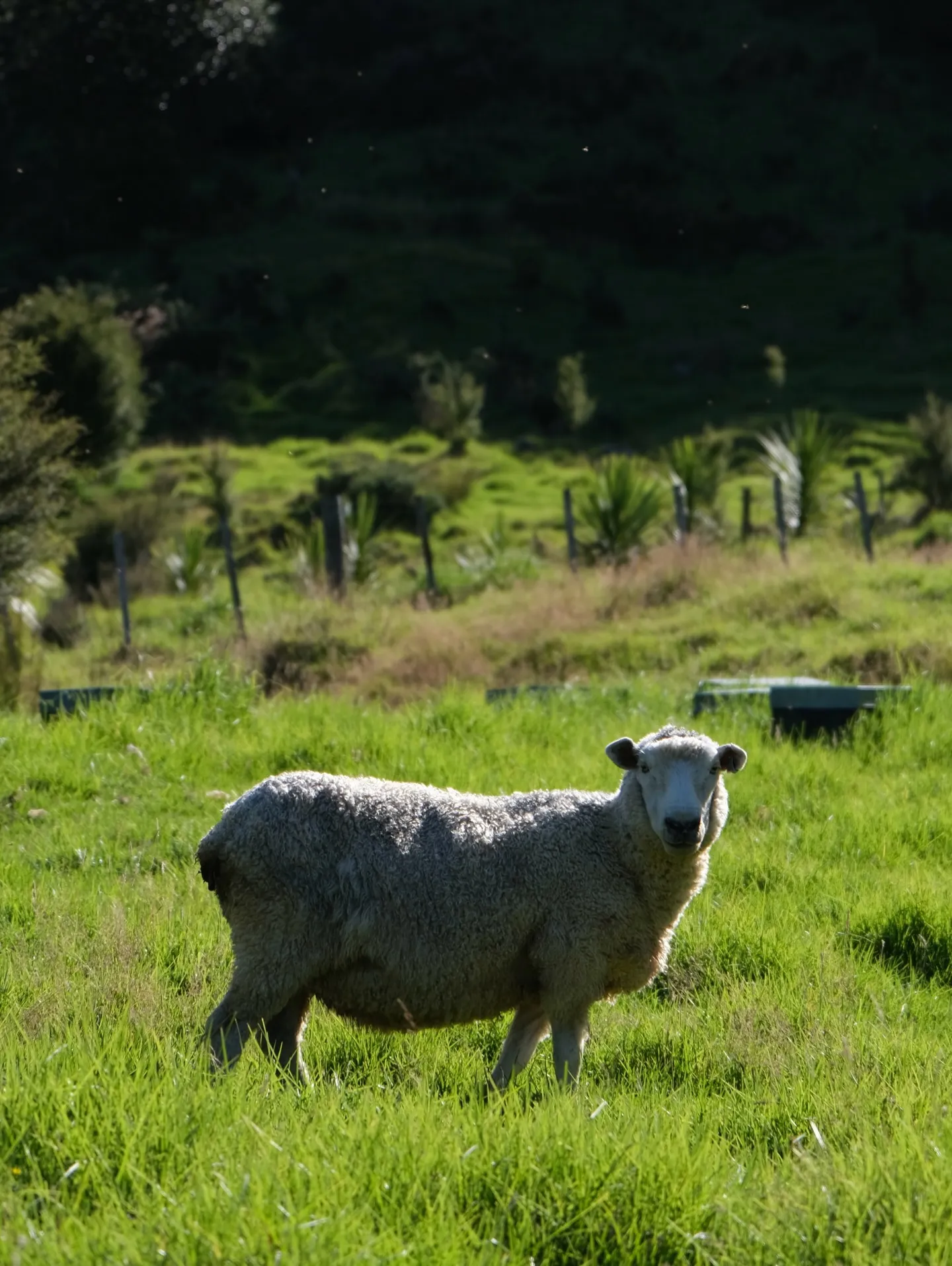 Meeting the woolly locals. Meeting the woolly locals.