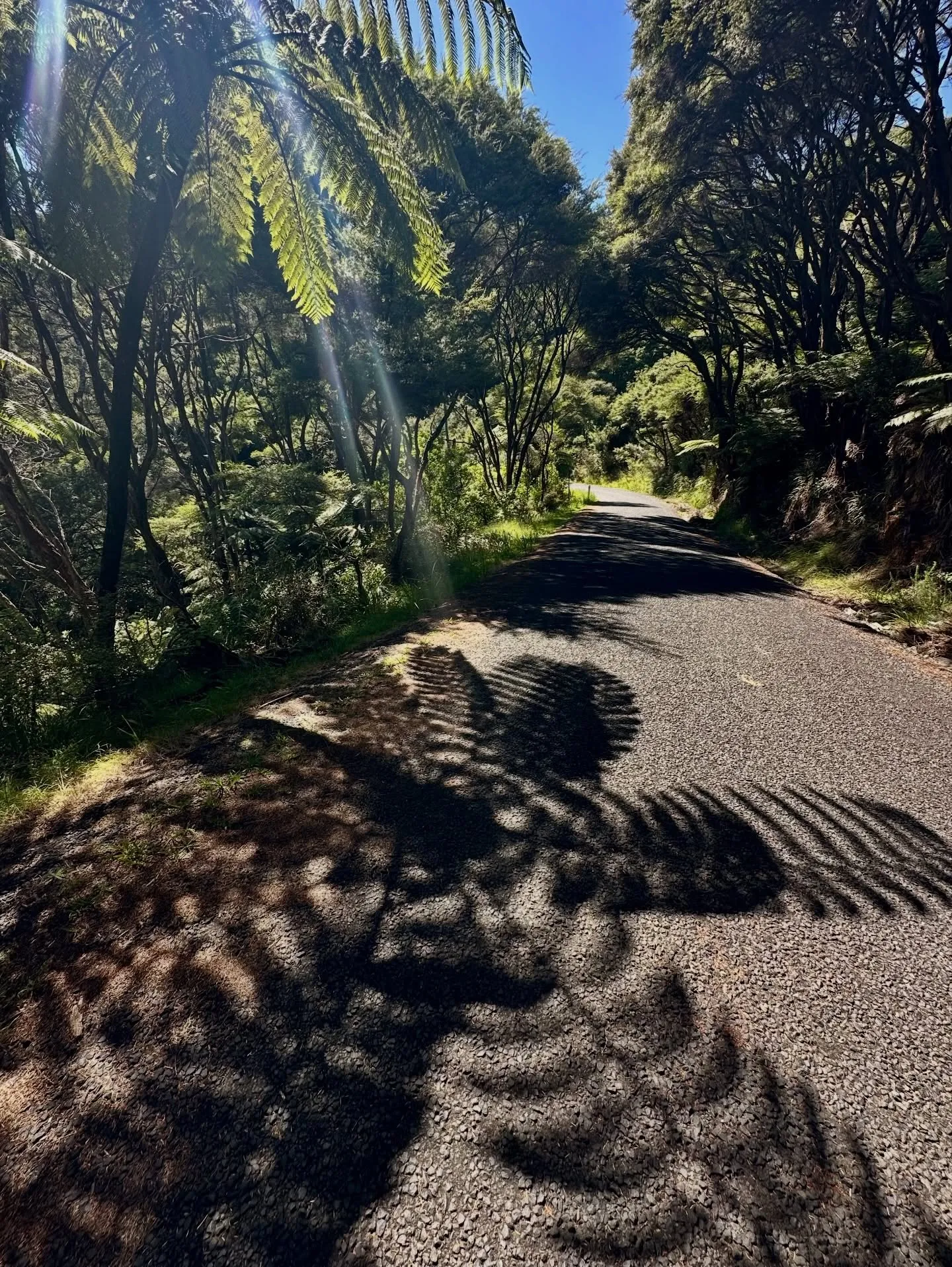 Fern shadows on a quiet island road. Fern shadows on a quiet island road.