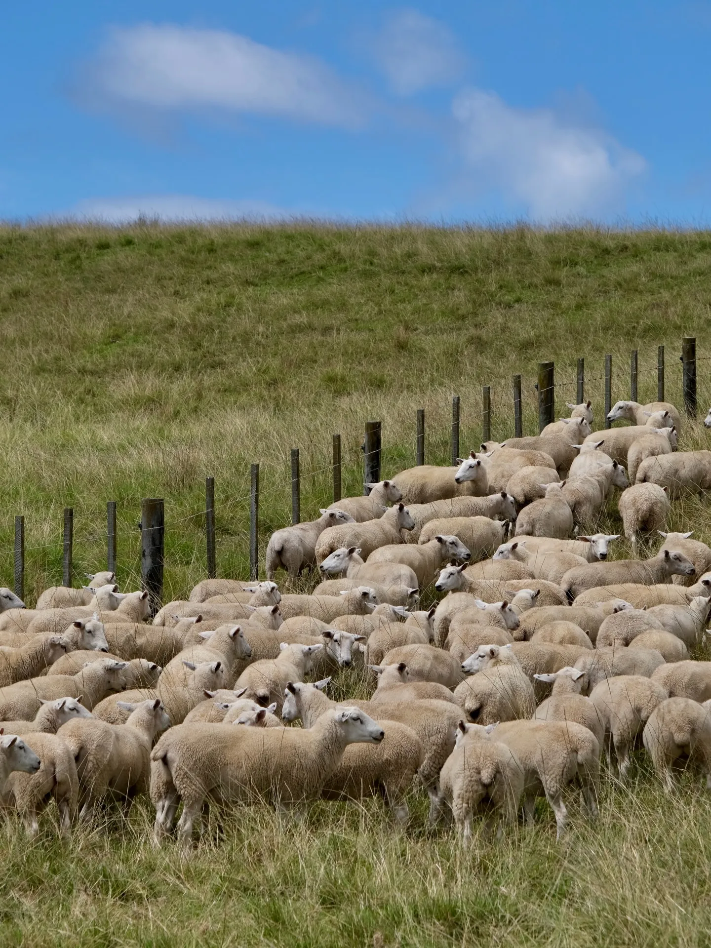 Sheep, sheep and more sheep. Sheep, sheep and more sheep.