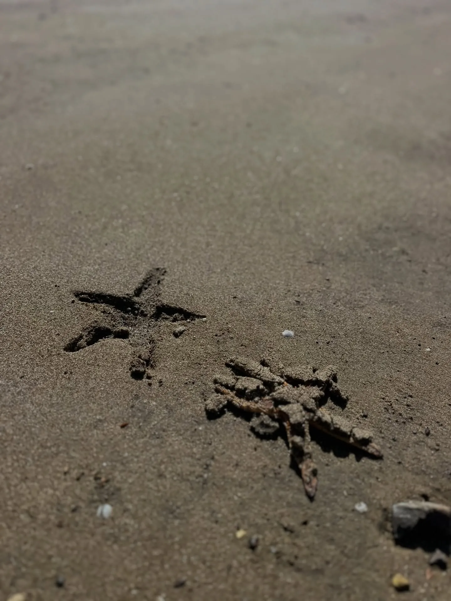 A starfish and its print in the sand. A starfish and its print in the sand.