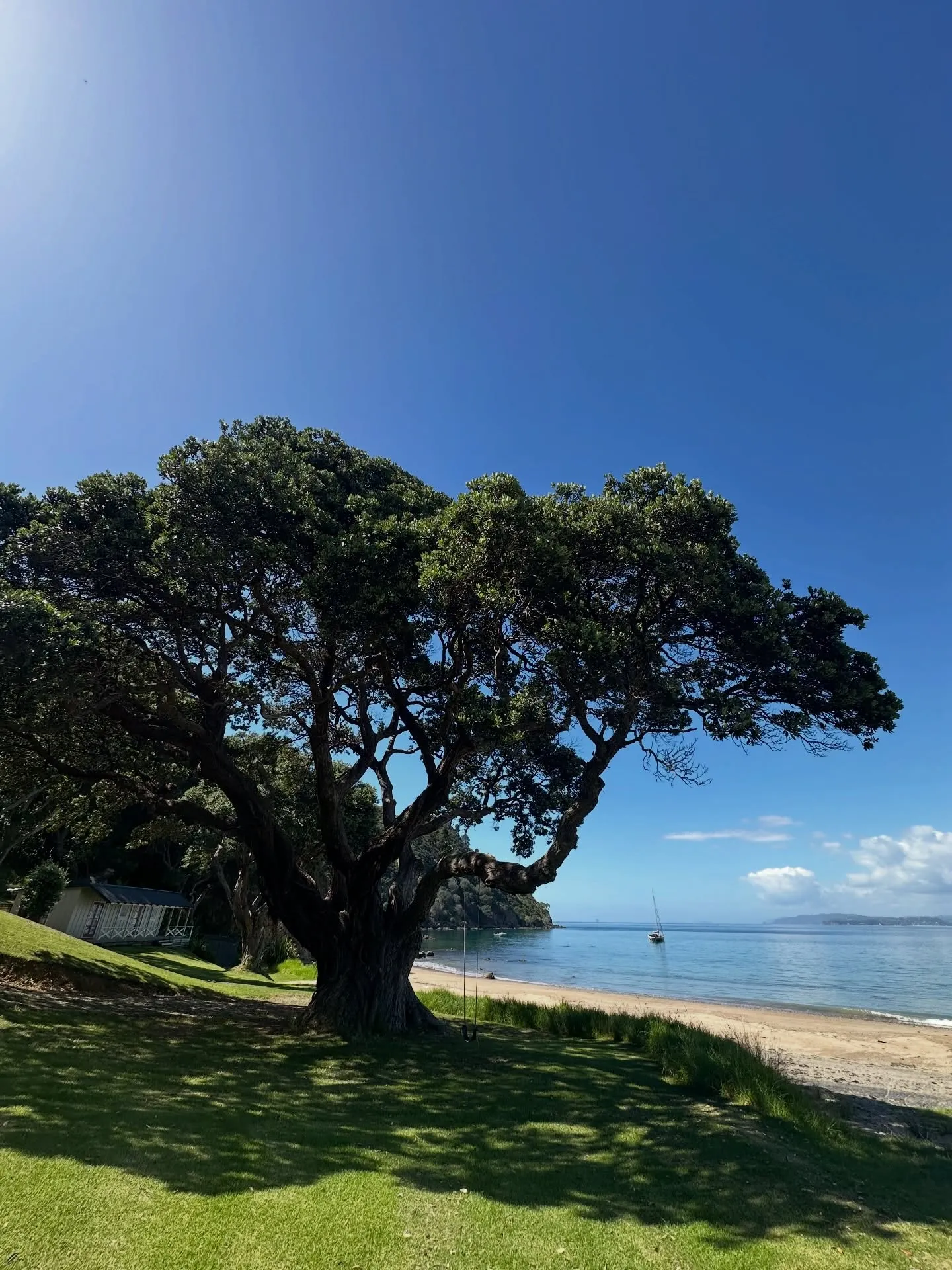 A grand old tree above the beach. A grand old tree above the beach.