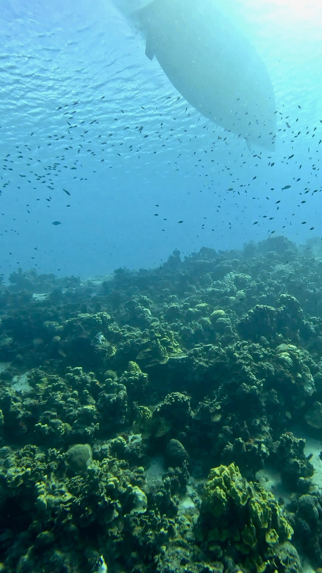 View of Scout from below - the mooring ball floats over a coral garden.