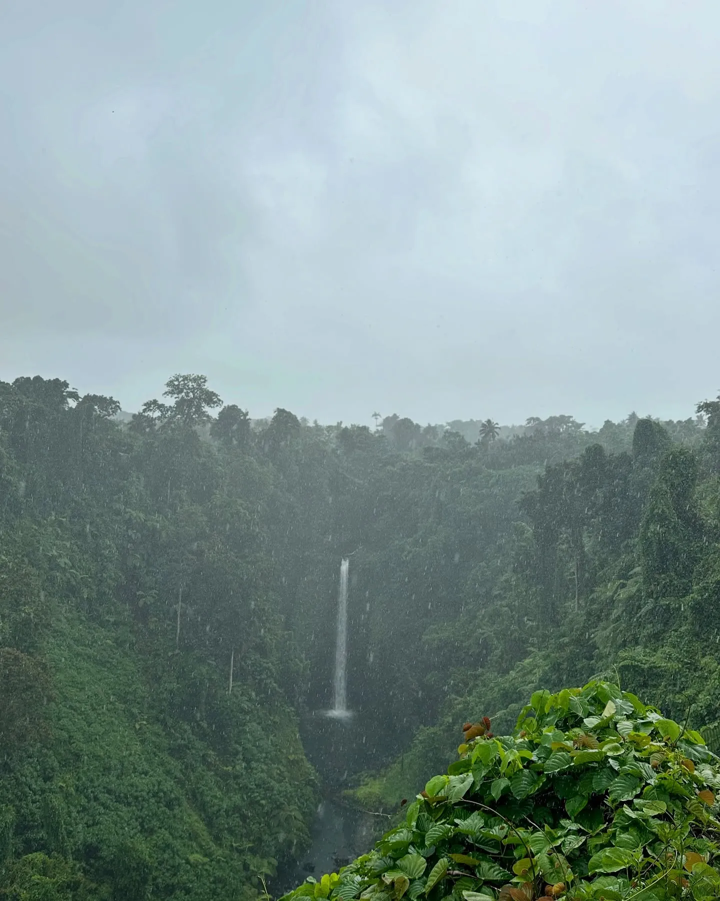 A waterfall in the rainy green interior.