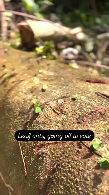 Leaf-cutter ants, off to vote. Leaf-cutter ants, off to vote.