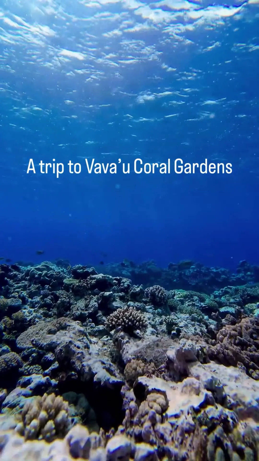 Snorkeling in Tonga - great coral. Snorkeling in Tonga - great coral.