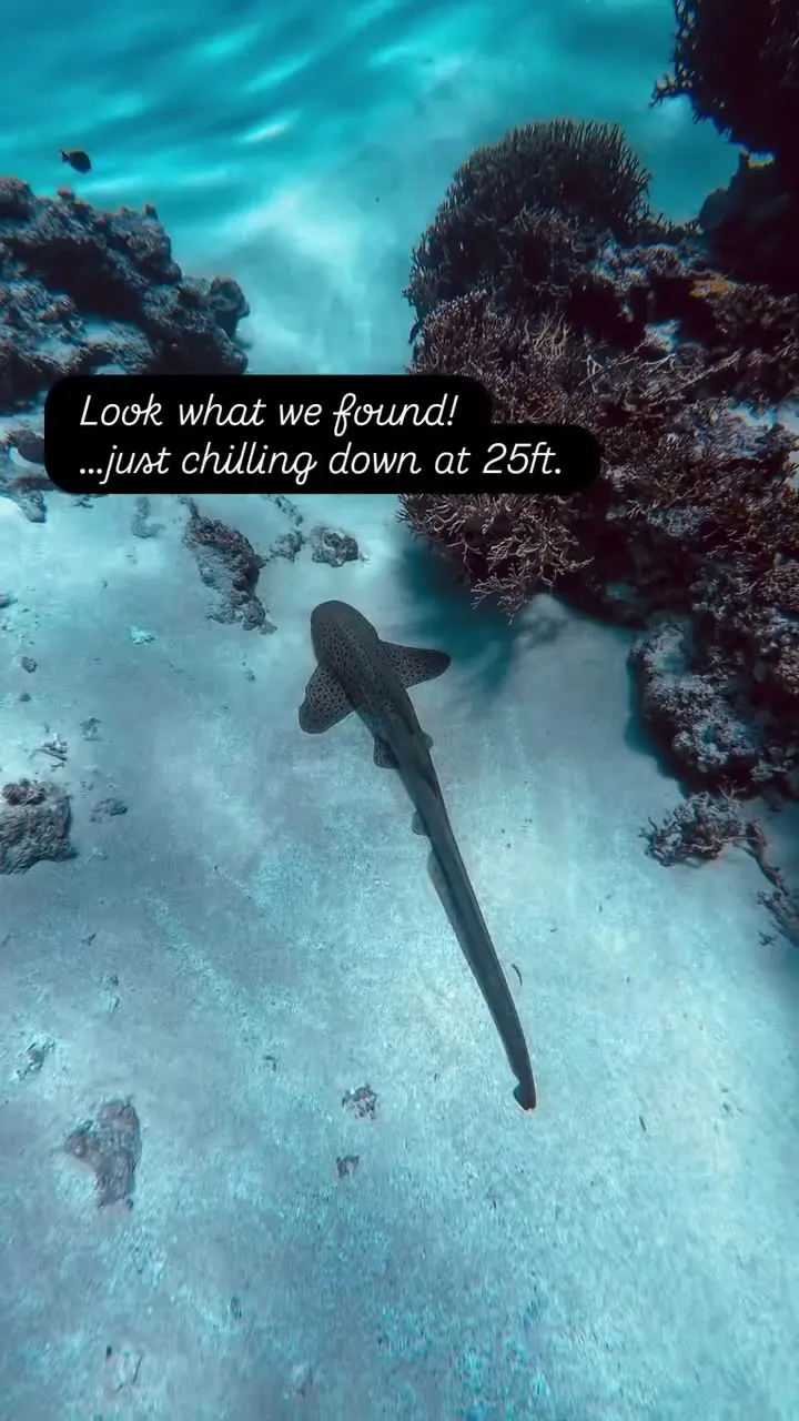 A zebra shark in Matafonua Pass, Ha'apai. A zebra shark in Matafonua Pass, Ha'apai.