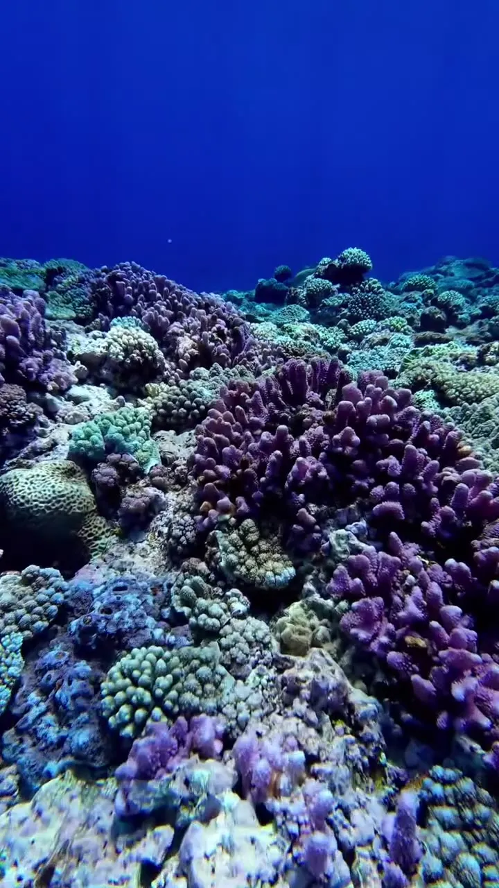 Minerva Reef below the surface. Minerva Reef below the surface.