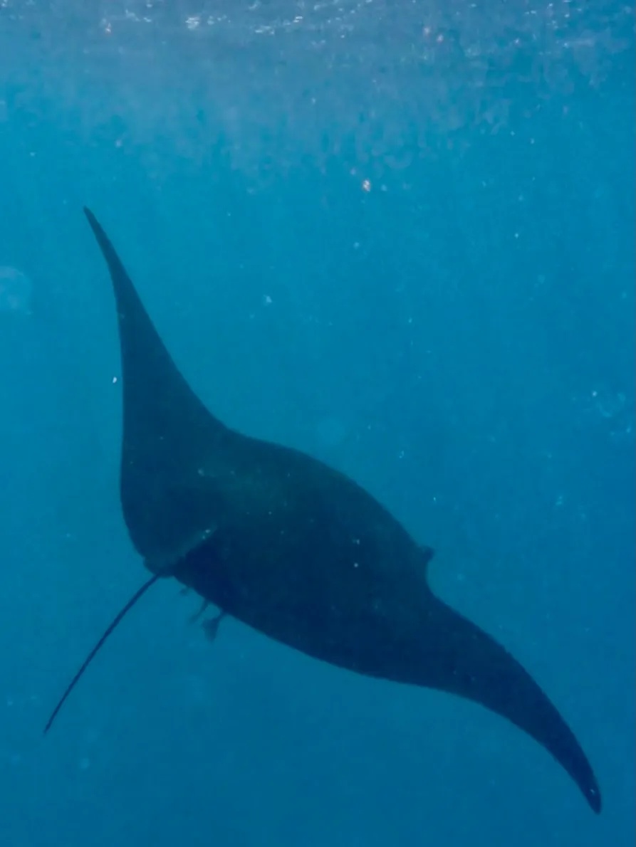 A manta ray gliding overhead. A manta ray gliding overhead.