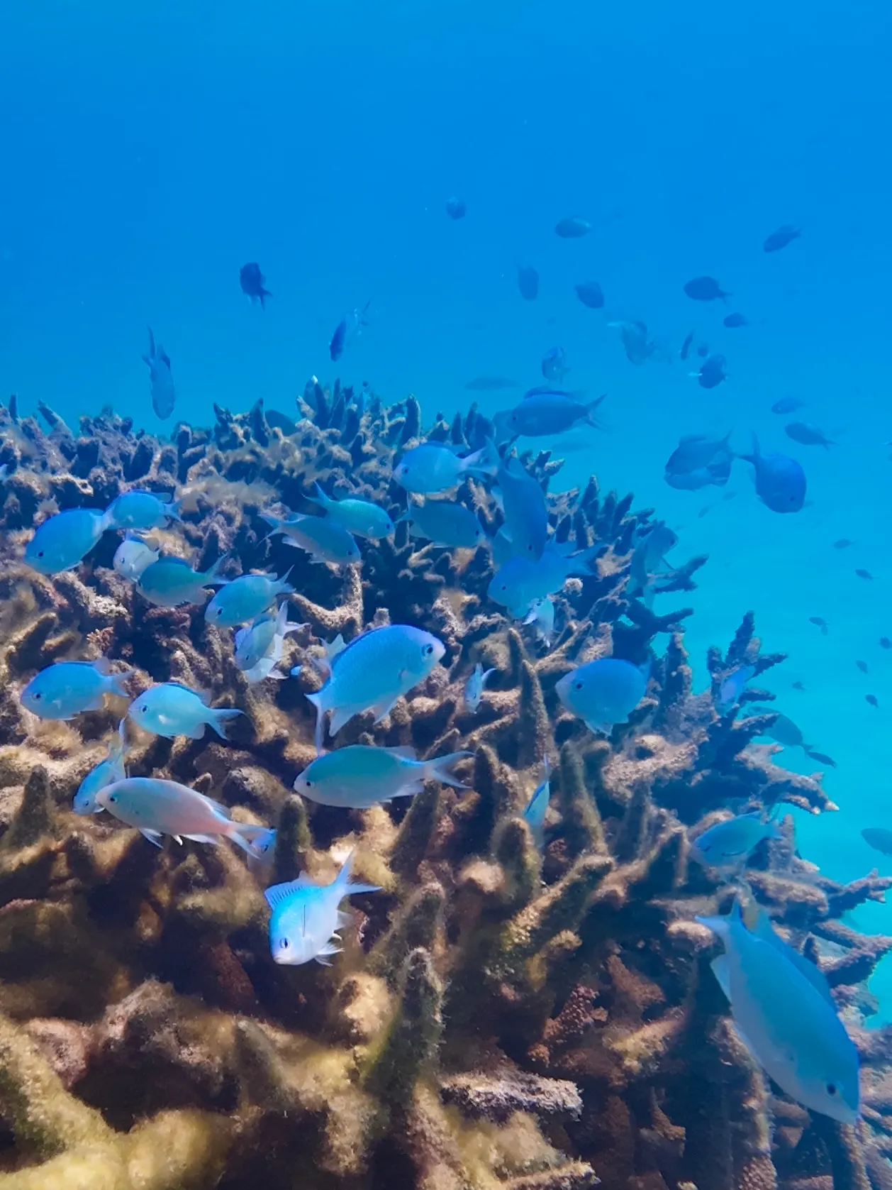 Fish swarming over the coral. Fish swarming over the coral.